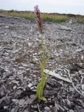 Dactylorhiza maculata