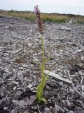 Dactylorhiza maculata. Цветущее растение на свалке. Архангельск, 14 июля 2009 г.