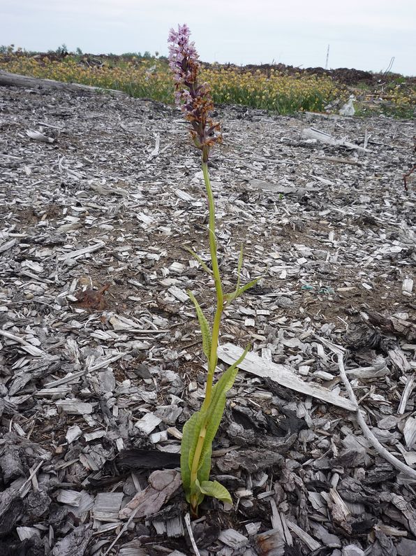 Image of Dactylorhiza maculata specimen.