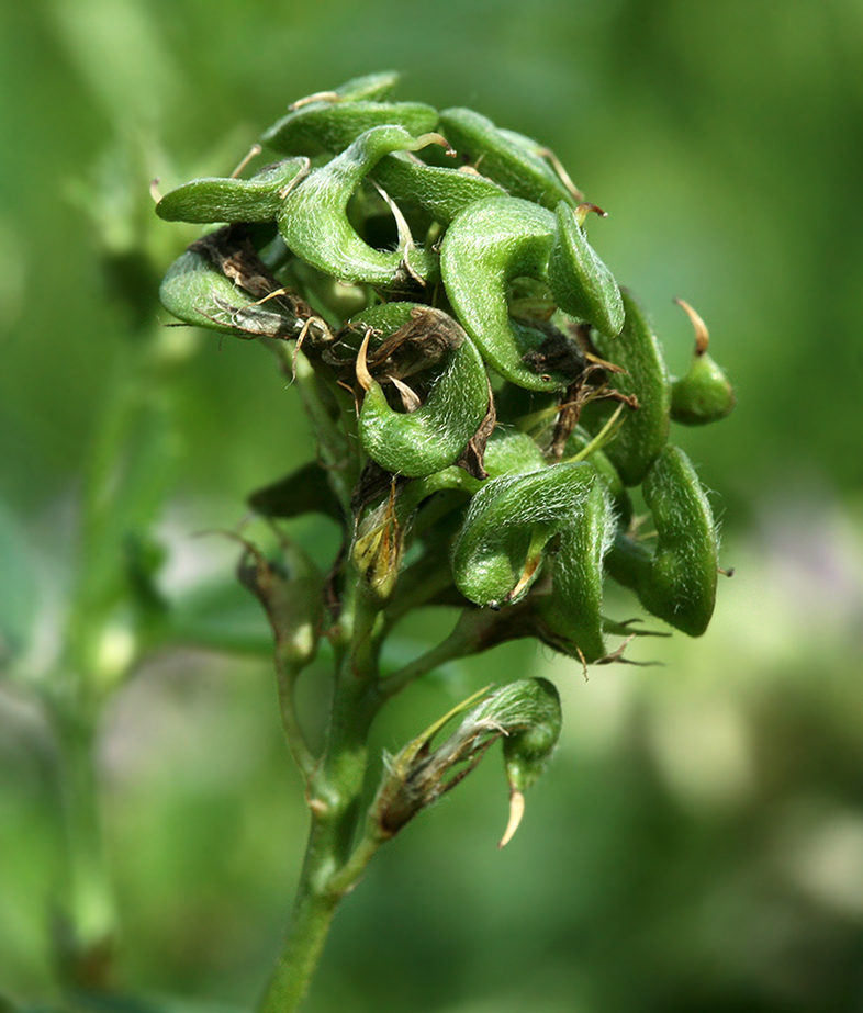Image of Medicago × varia specimen.