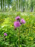 Cirsium heterophyllum