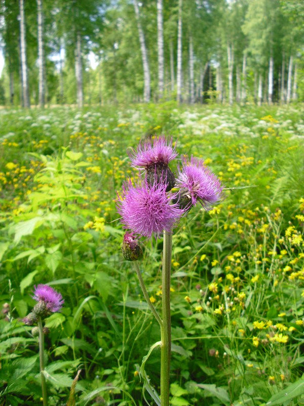 Изображение особи Cirsium heterophyllum.