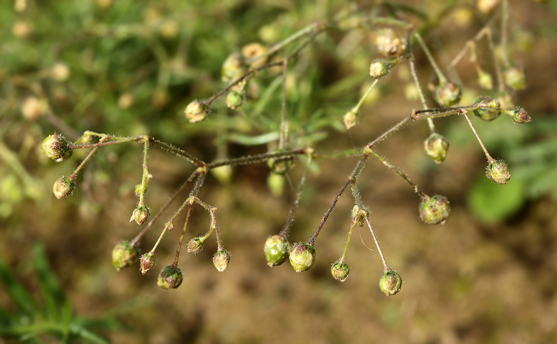 Изображение особи Spergula arvensis.