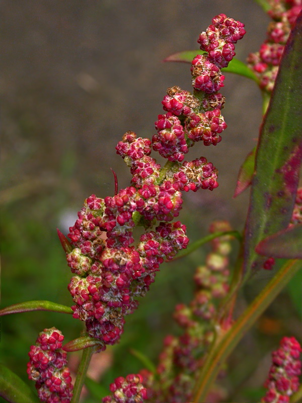 Изображение особи Chenopodium strictum.