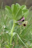 Vicia narbonensis