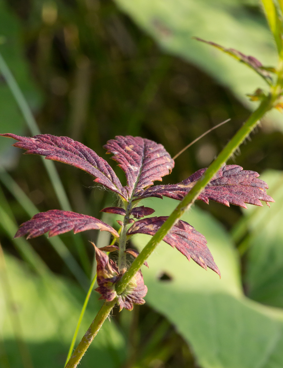 Изображение особи Agrimonia pilosa.