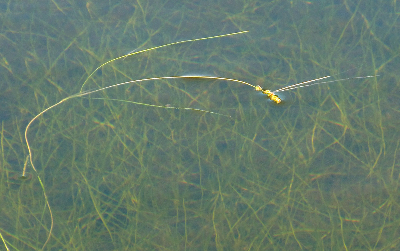 Image of Potamogeton borealis specimen.