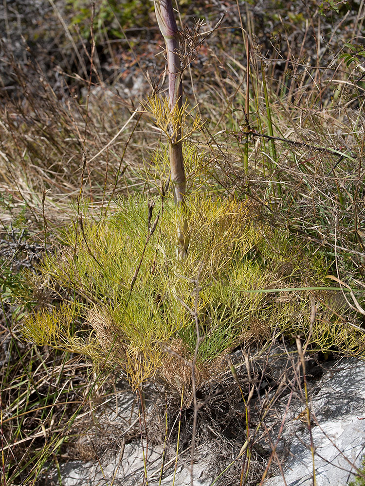 Image of Seseli globiferum specimen.