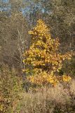 Quercus robur. Молодое дерево с листвой в осенней окраске. Ленинградская обл., Кировский р-н, пос. Дачное, пойма р. Мга, разнотравно-злаковый луг на границе с сероольшаником у подошвы склона долины. 04.10.2015.