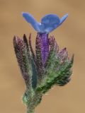 Anchusa thessala