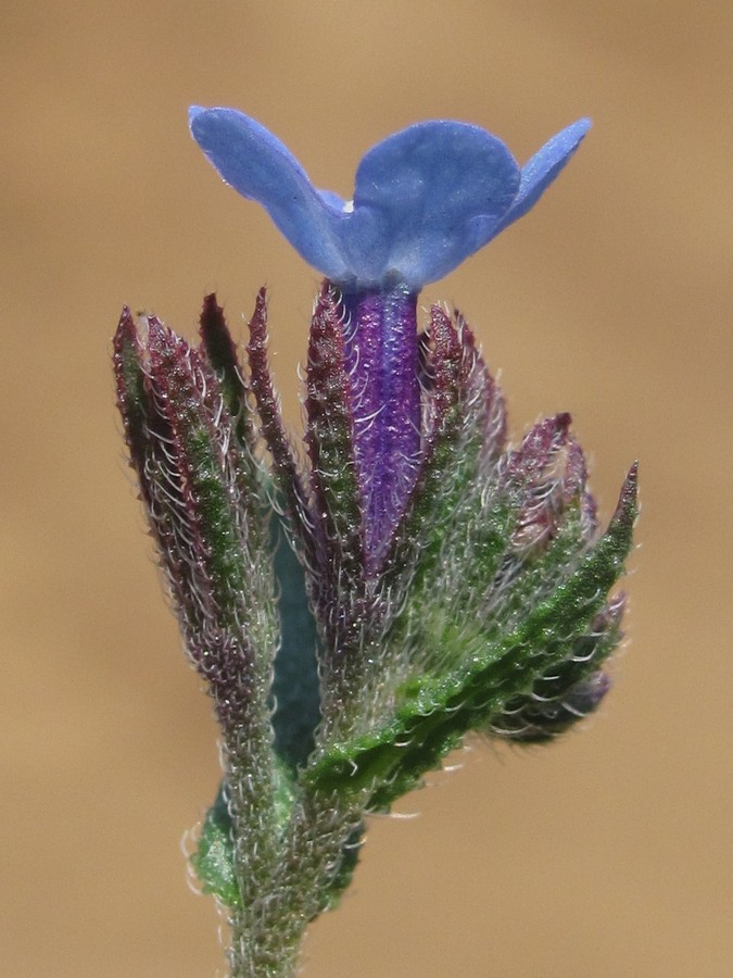 Изображение особи Anchusa thessala.