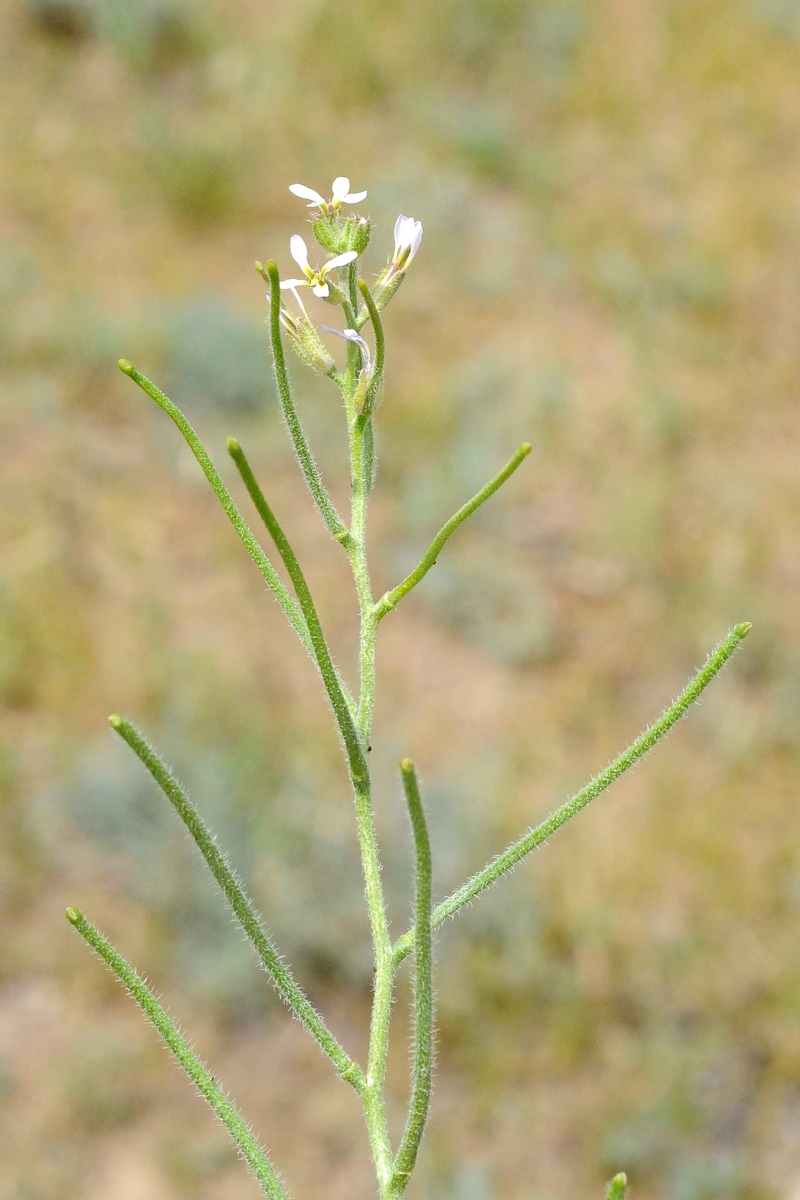 Изображение особи Strigosella africana.