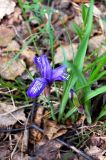 Iris ruthenica