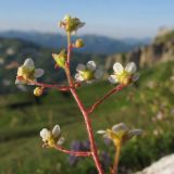 Saxifraga cartilaginea