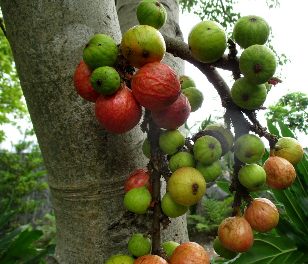 Изображение особи Ficus racemosa.