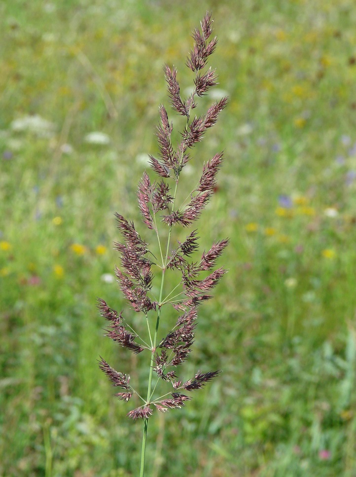 Image of genus Calamagrostis specimen.