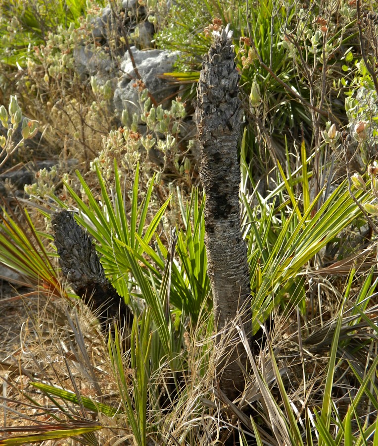 Изображение особи Chamaerops humilis.