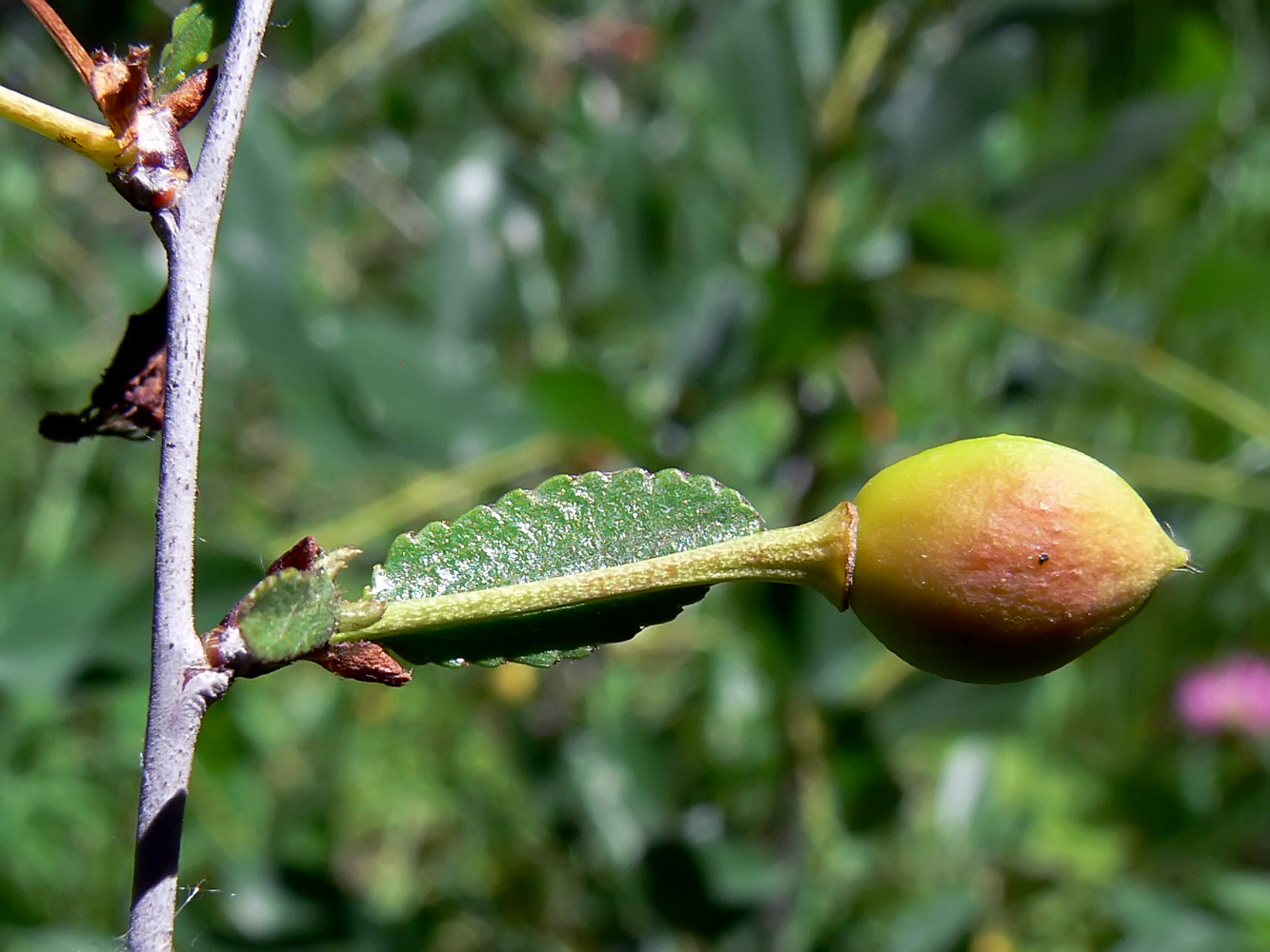 Image of Cerasus fruticosa specimen.