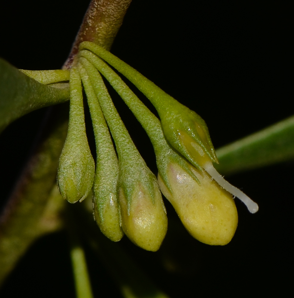 Изображение особи Myoporum boninense.