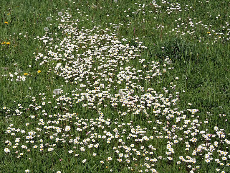 Image of Bellis perennis specimen.