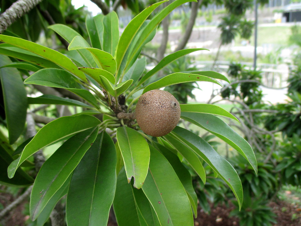Image of Manilkara zapota specimen.