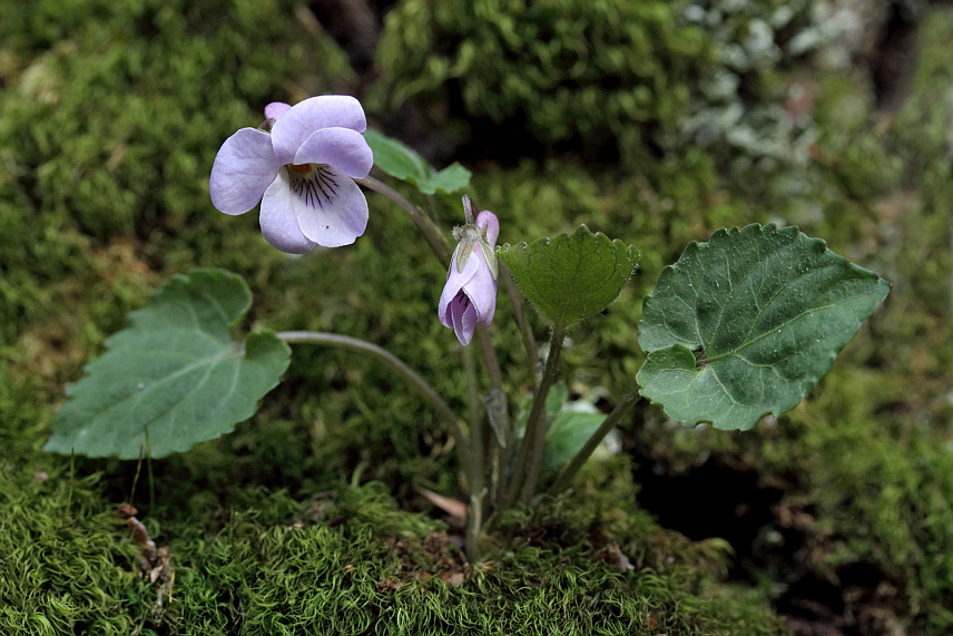 Image of Viola selkirkii specimen.