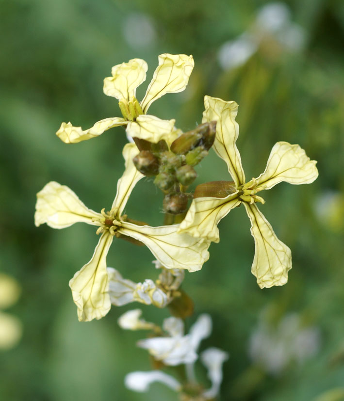 Изображение особи Eruca sativa.