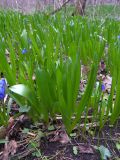 Ornithogalum arcuatum