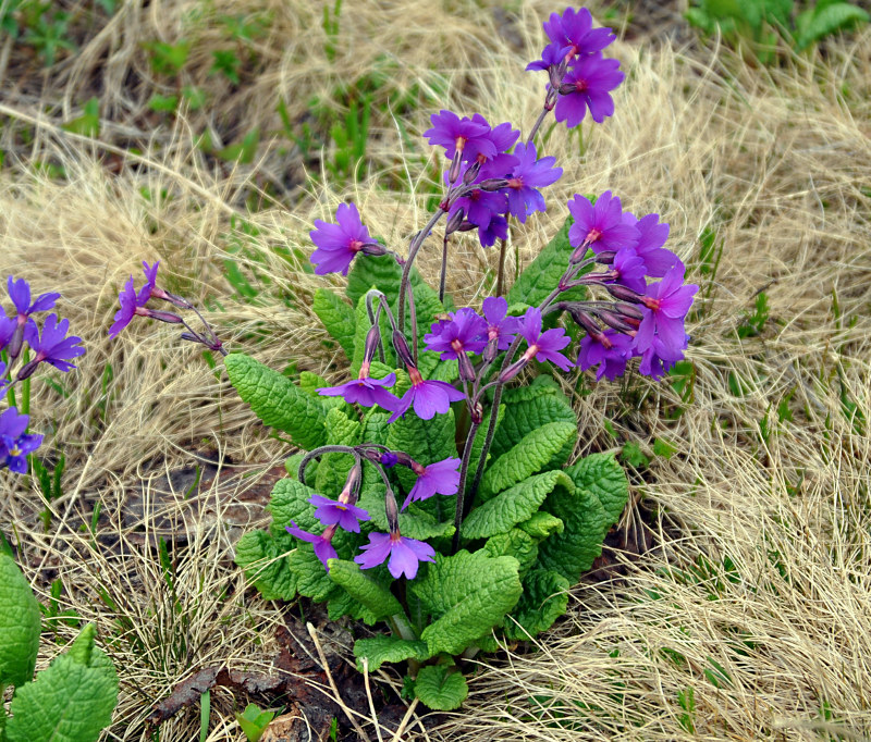 Image of Primula amoena specimen.