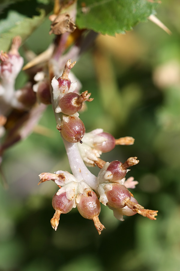 Image of Cuscuta lehmanniana specimen.