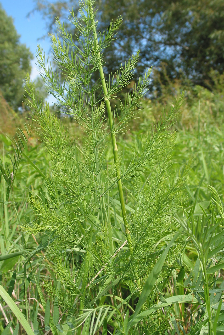 Изображение особи Asparagus officinalis.