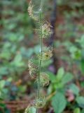 Mitella nuda