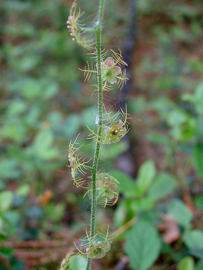 Image of Mitella nuda specimen.