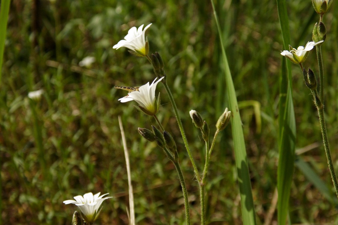 Изображение особи Cerastium arvense.