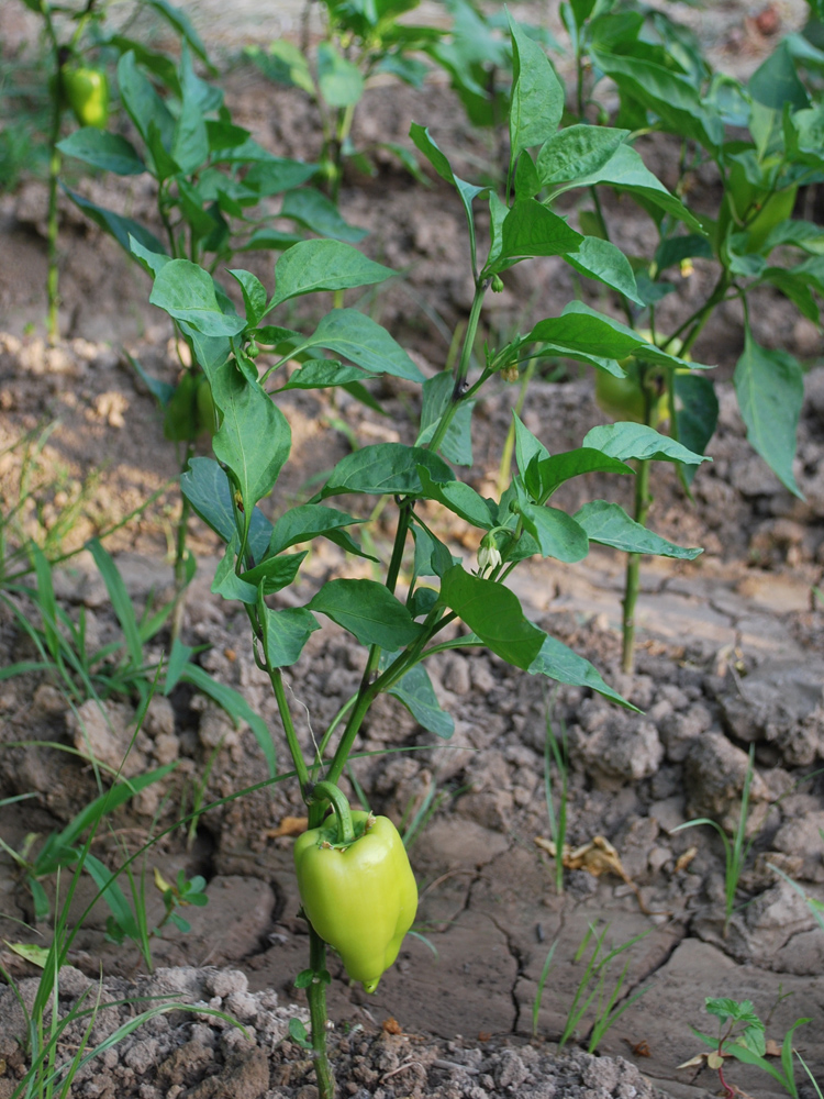 Изображение особи Capsicum annuum.