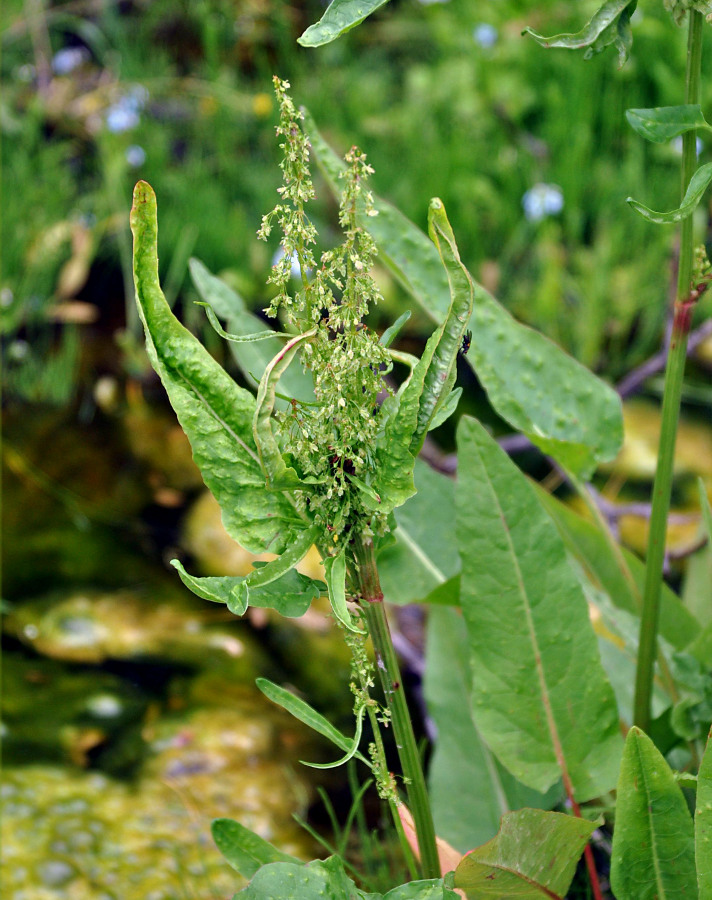 Image of Rumex aquaticus specimen.