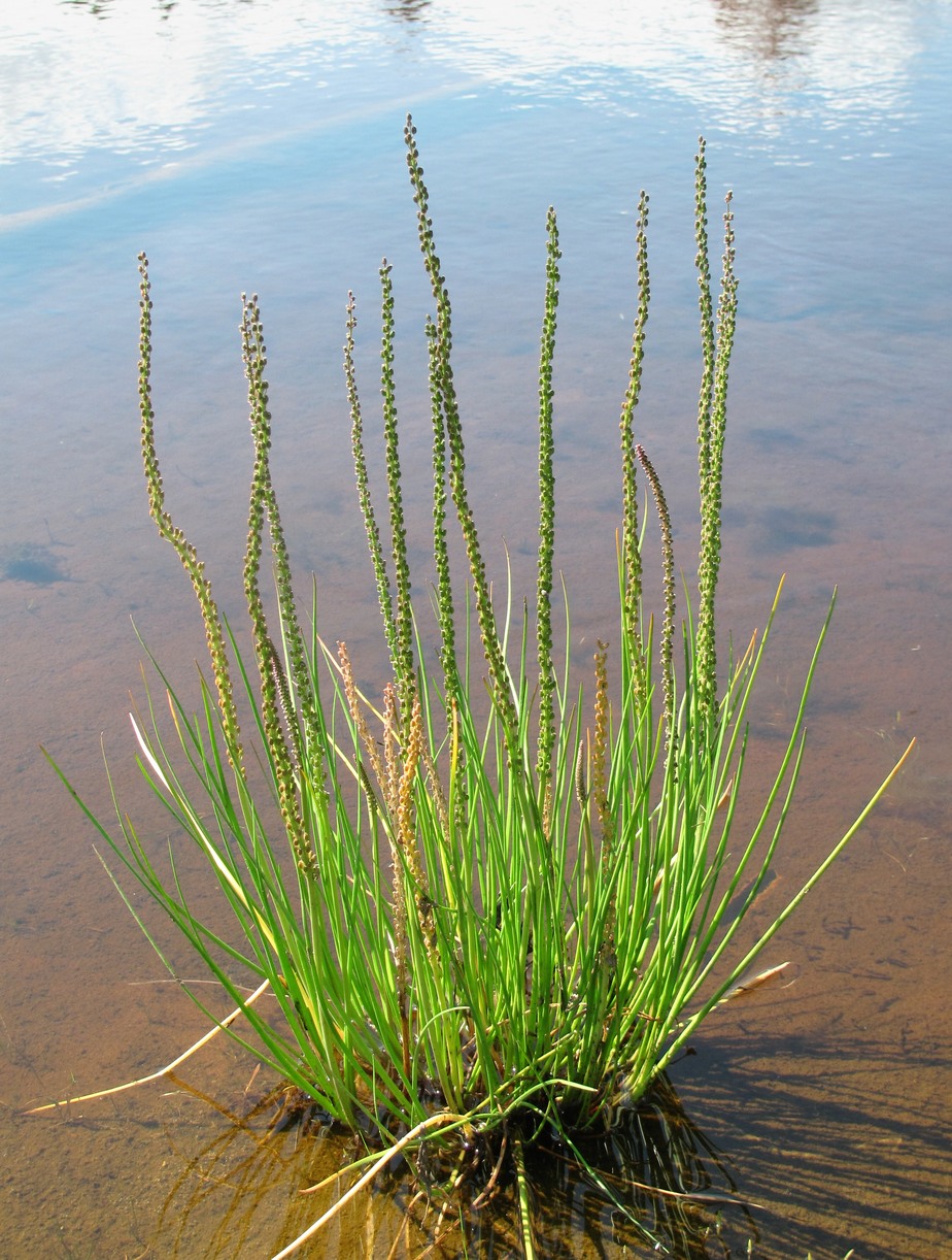 Image of Triglochin maritima specimen.