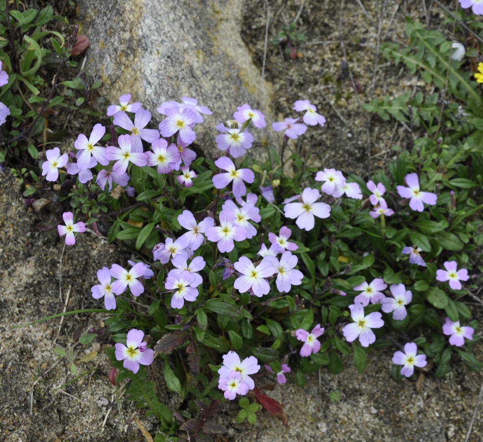 Image of Malcolmia flexuosa specimen.