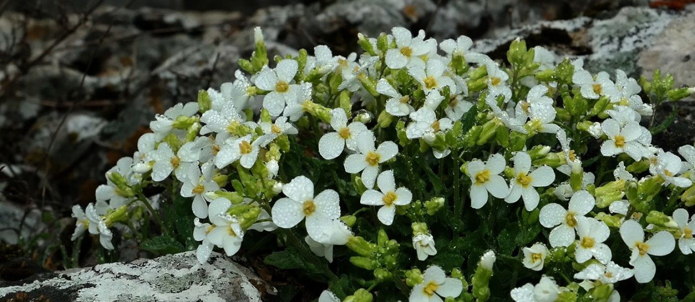 Изображение особи Arabis caucasica.