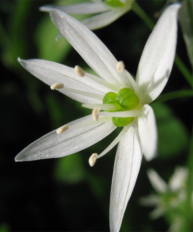 Изображение особи Allium ursinum.