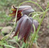 Fritillaria ussuriensis