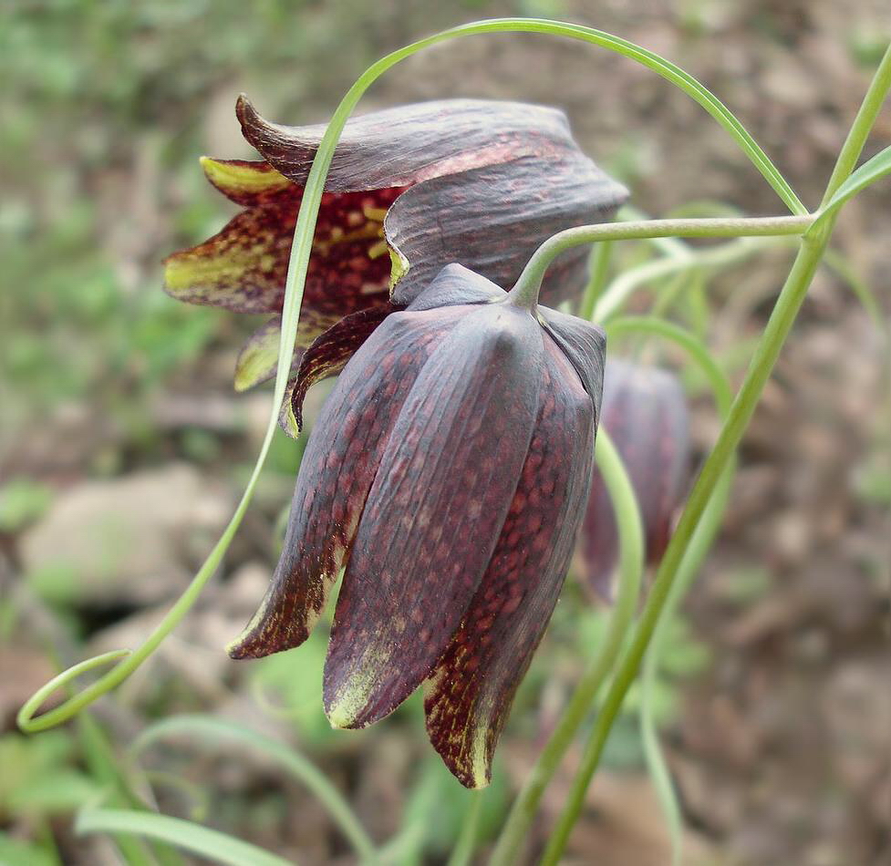 Изображение особи Fritillaria ussuriensis.