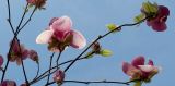 Magnolia × soulangeana. Часть ветви с цветками. ЮБК, Ялта, ул. Пушкинская, в культуре. 03.04.2016.