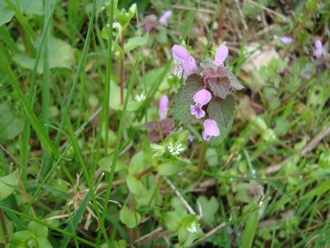 Изображение особи Lamium purpureum.