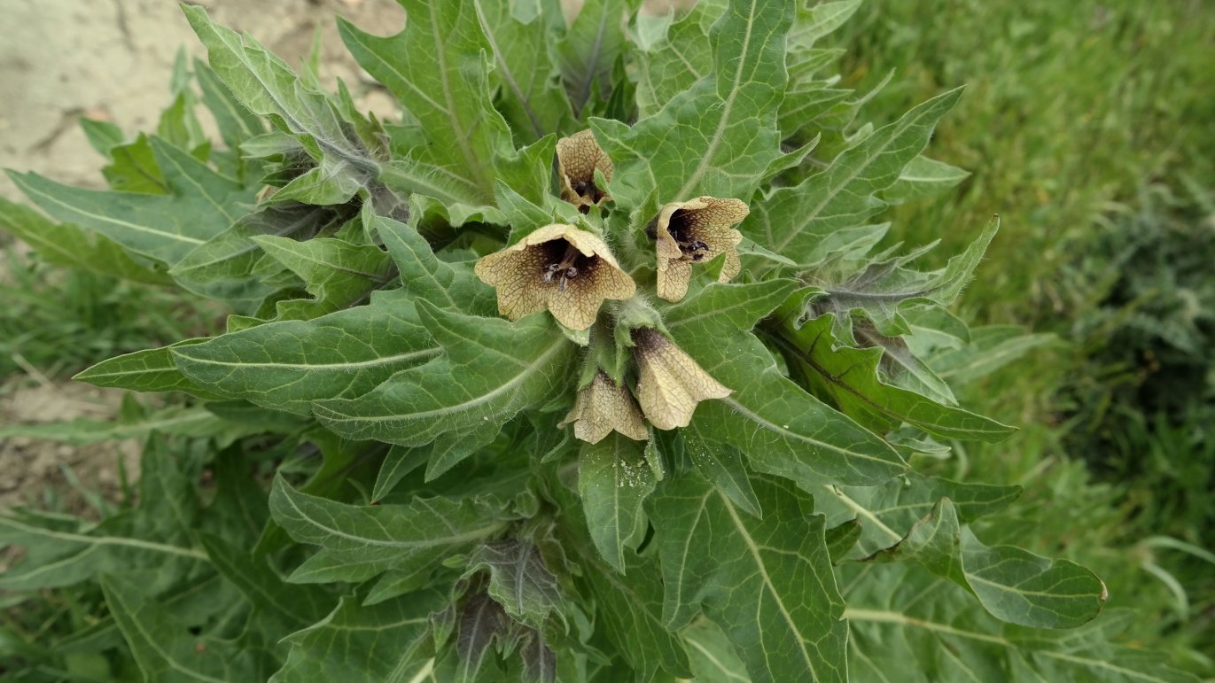 Image of Hyoscyamus niger specimen.