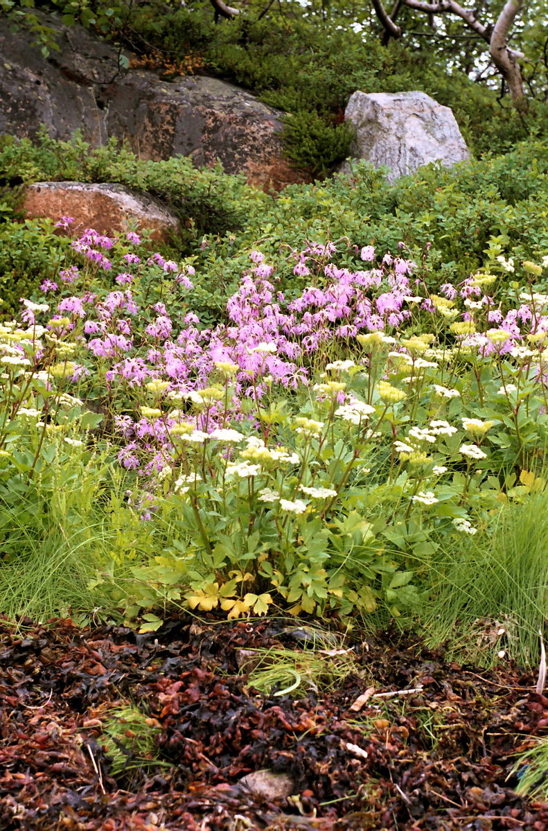 Изображение особи Dianthus superbus.