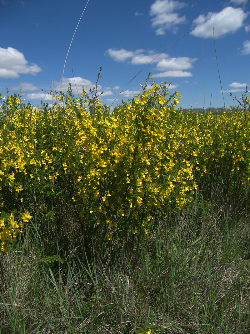 Image of Caragana frutex specimen.