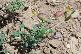 Astragalus xanthomeloides