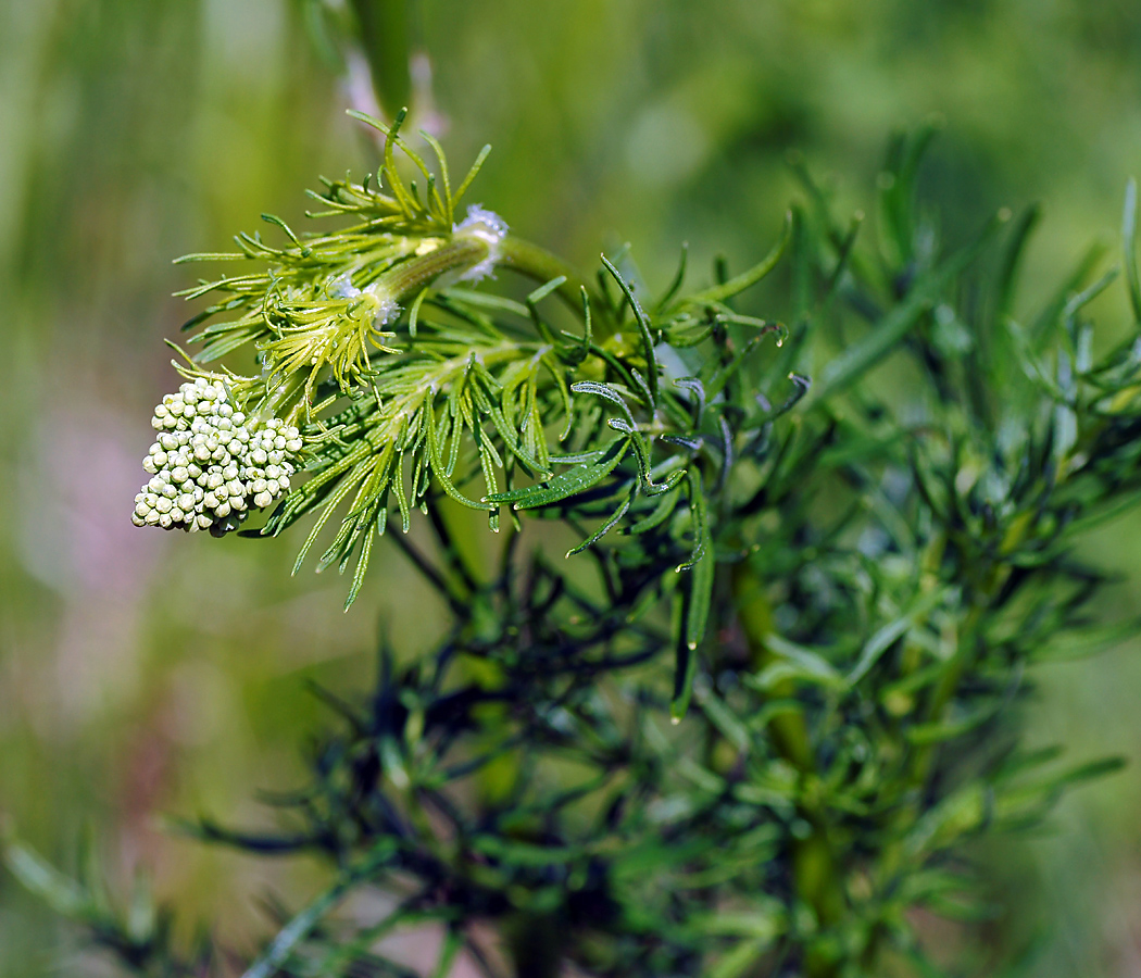 Image of Thalictrum lucidum specimen.