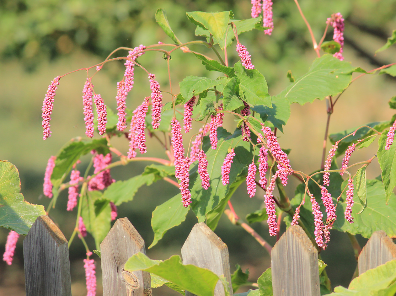 Image of Persicaria orientalis specimen.